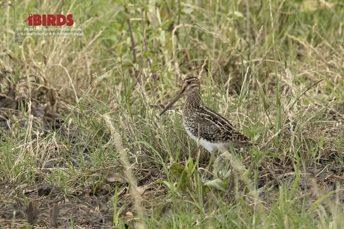 Pantanal-/Magellanbekassine - ML617505967