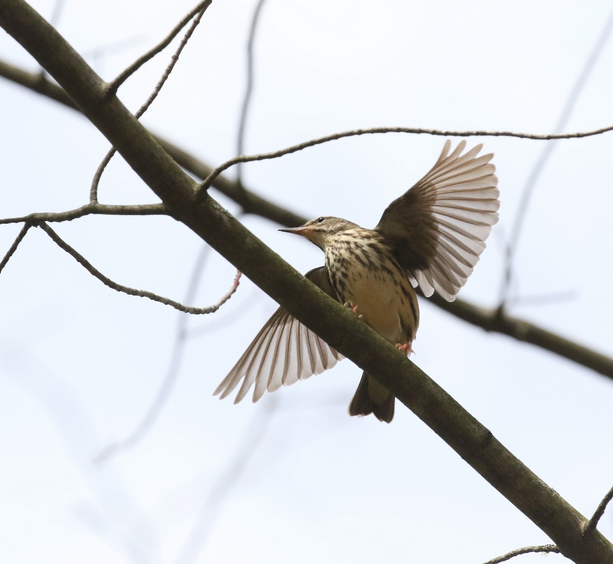 Louisiana Waterthrush - ML617506004