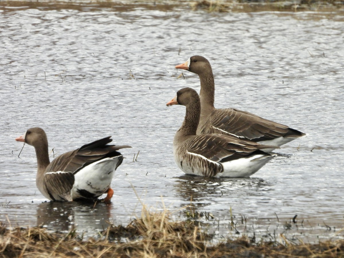 Greater White-fronted Goose - ML617506007