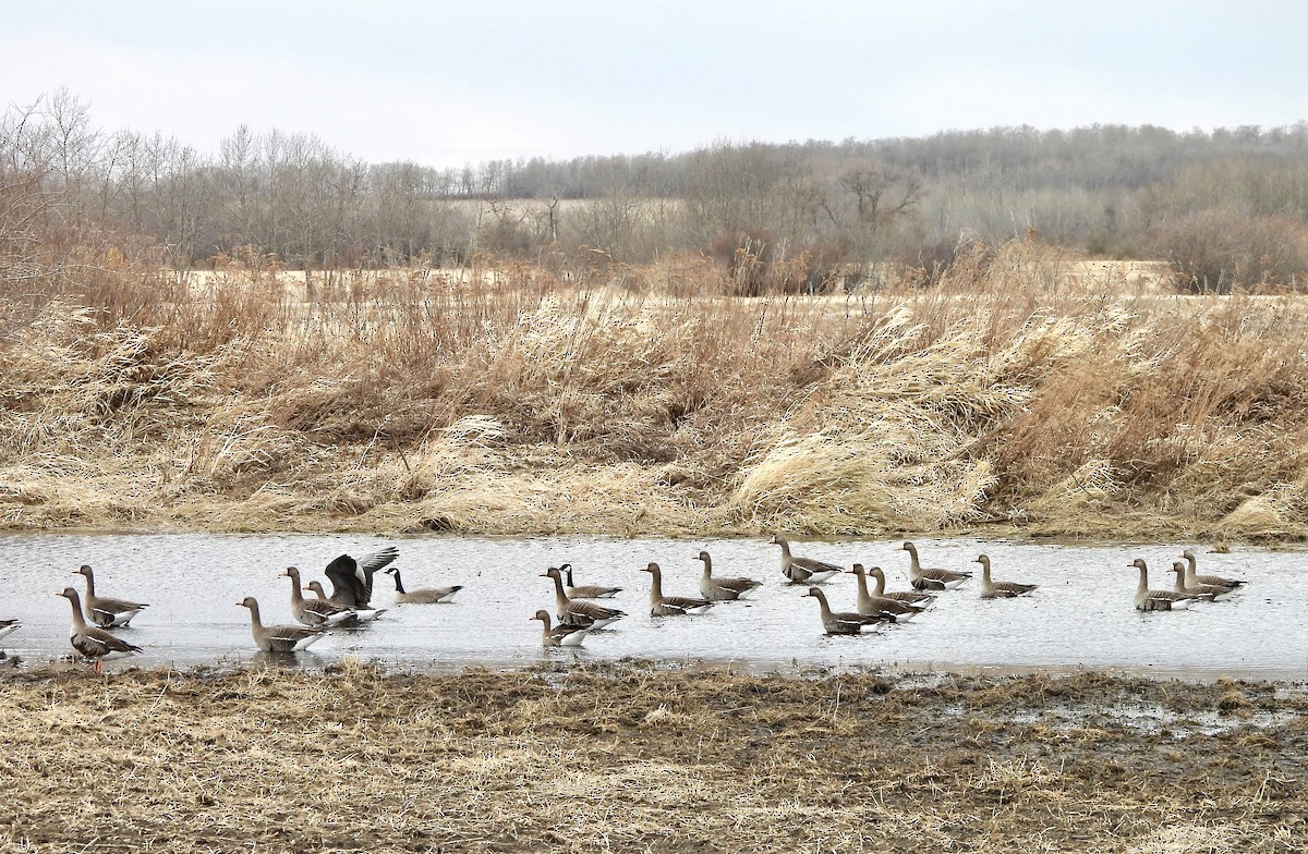 Greater White-fronted Goose - ML617506009