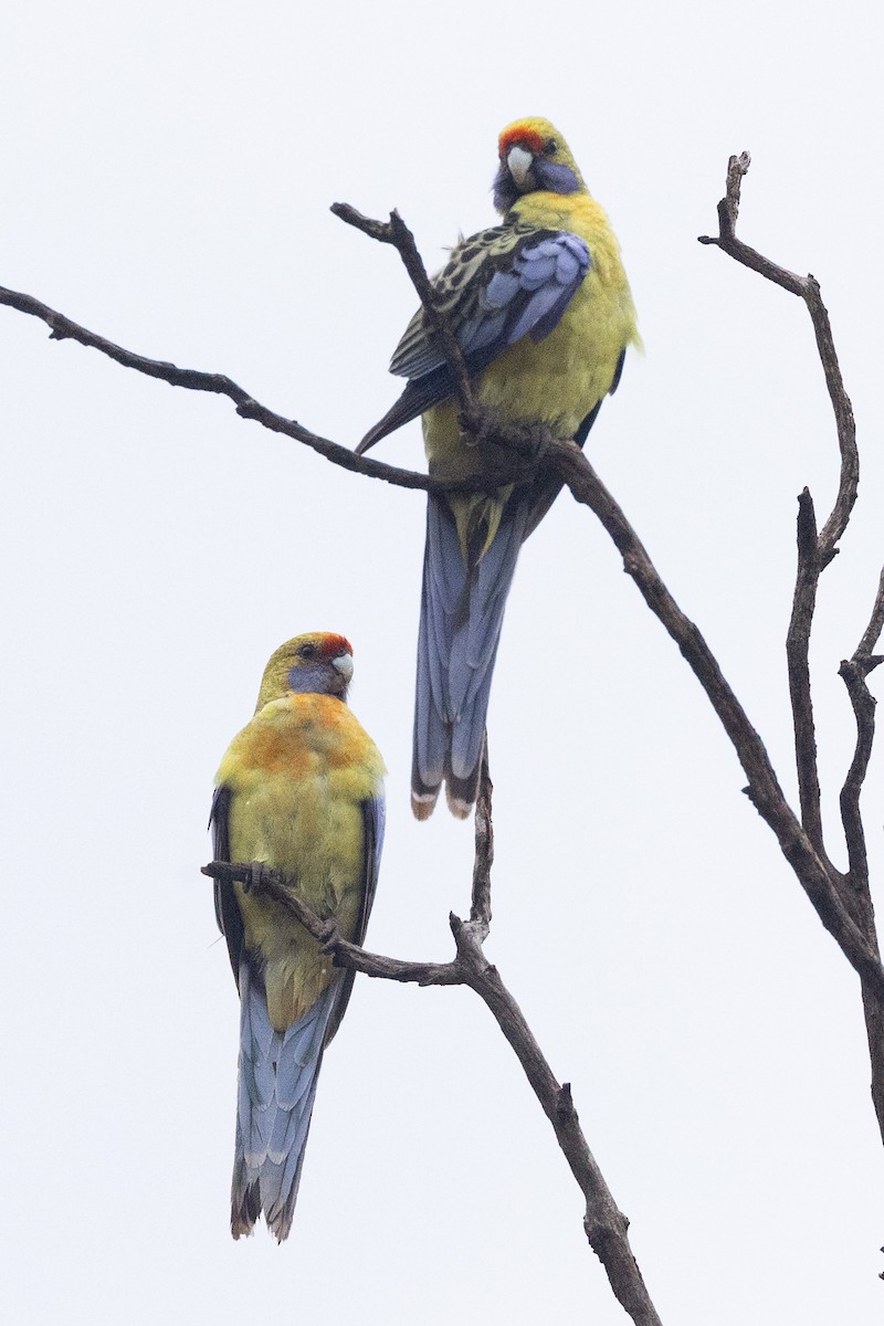 Crimson Rosella (Yellow) - ML617506010