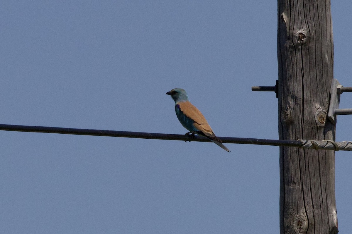 European Roller - ML617506013