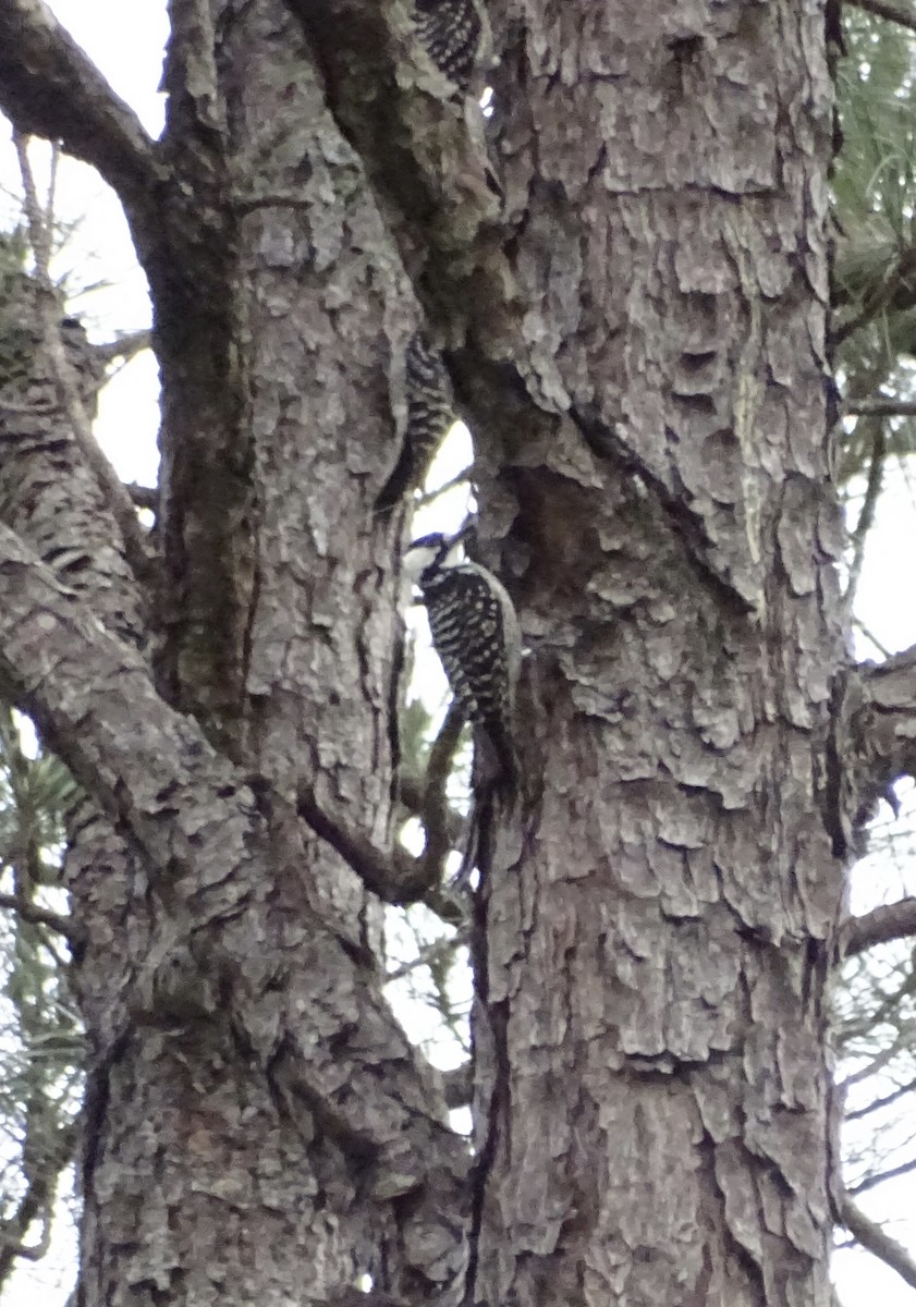 Red-cockaded Woodpecker - ML617506033