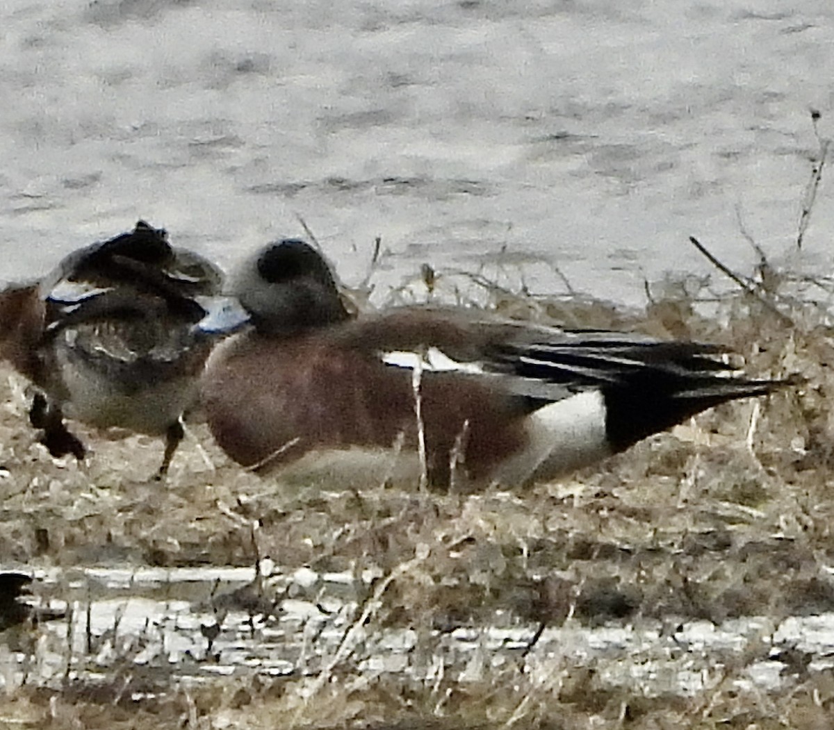 American Wigeon - ML617506040