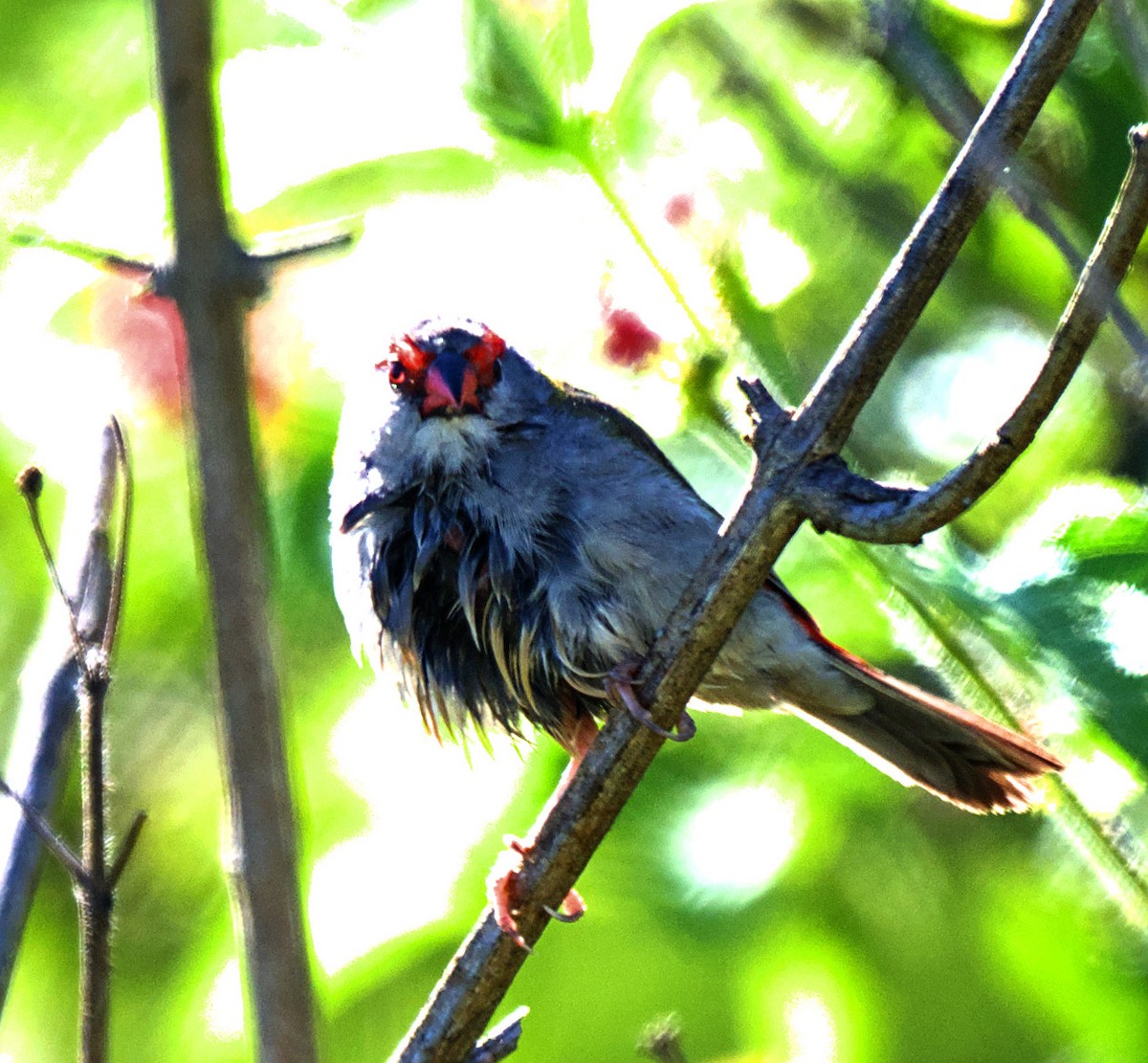 Red-browed Firetail - ML617506046