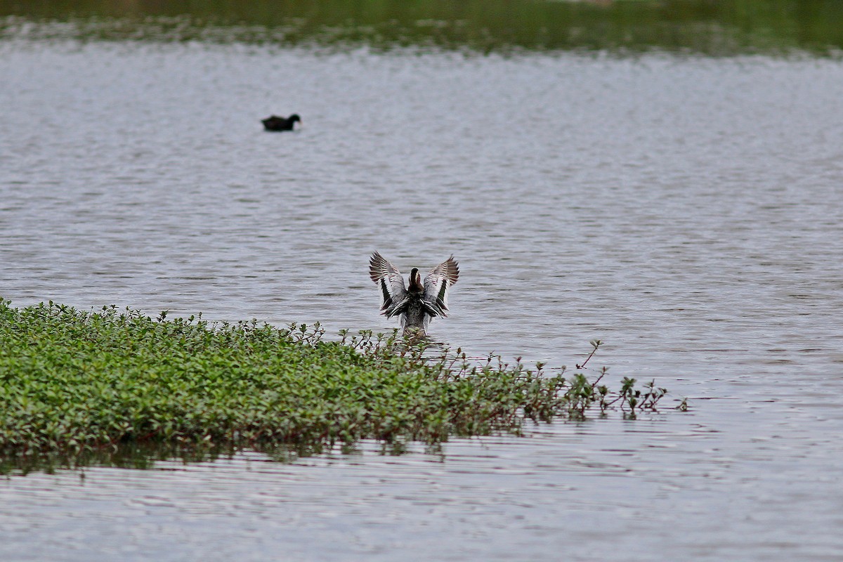 Garganey - Chih-Wei(David) Lin