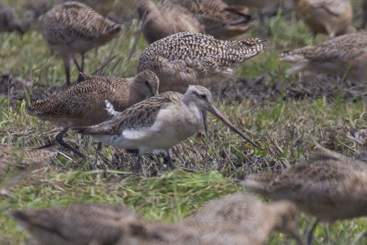 Bar-tailed Godwit - ML617506063