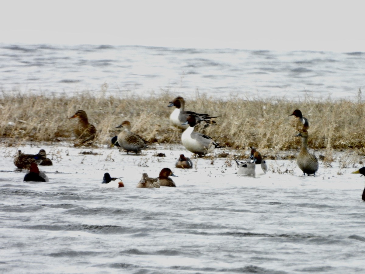 Northern Pintail - ML617506067