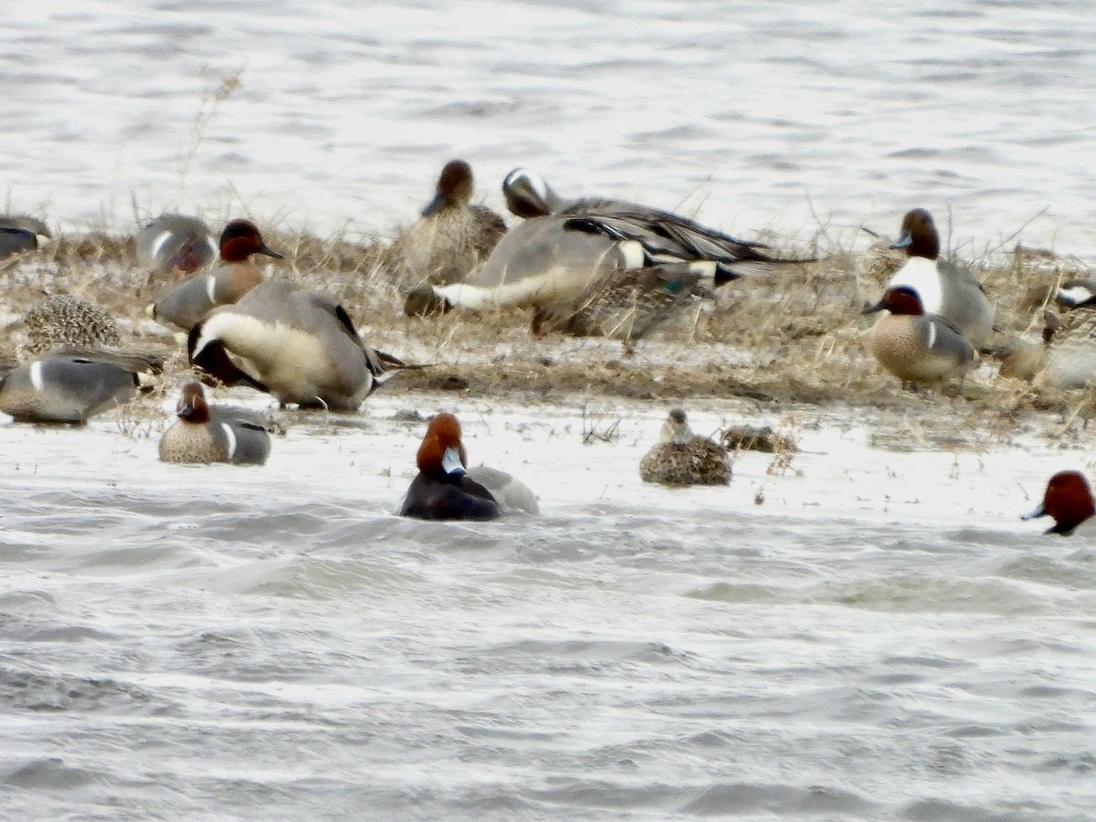 Green-winged Teal - ML617506128