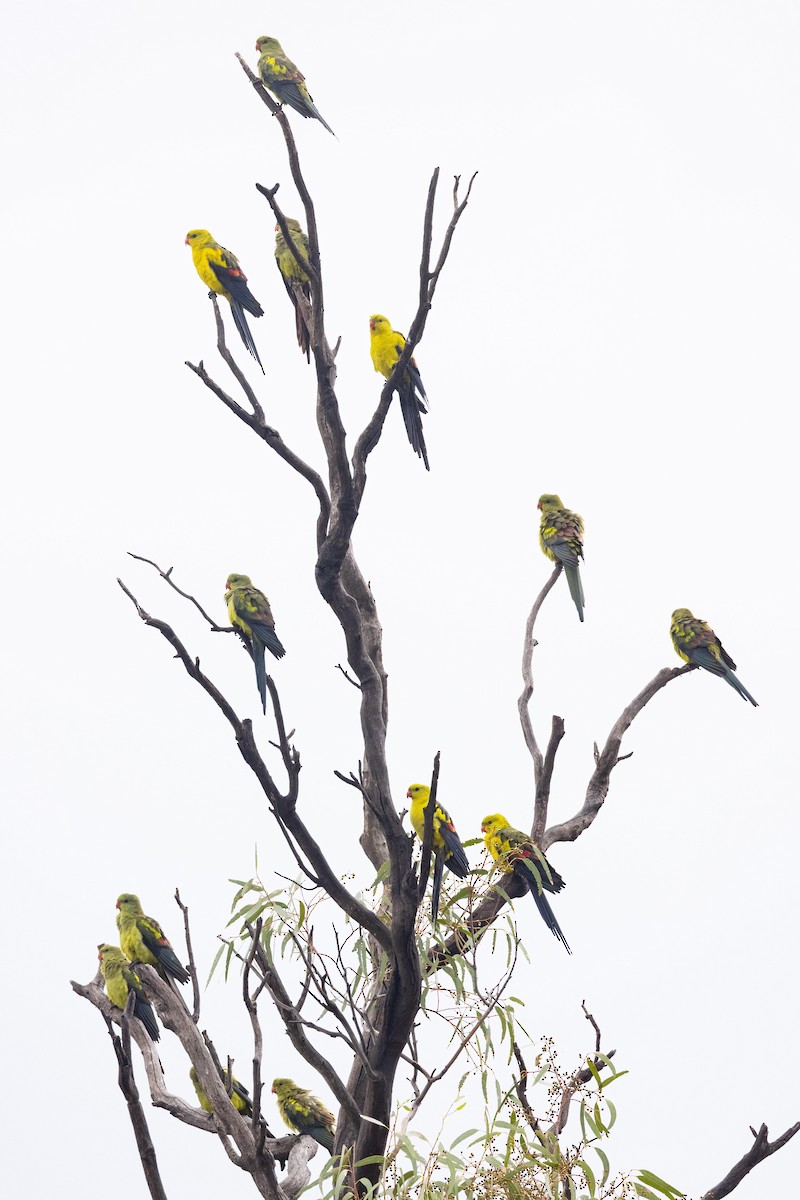 Regent Parrot - ML617506137