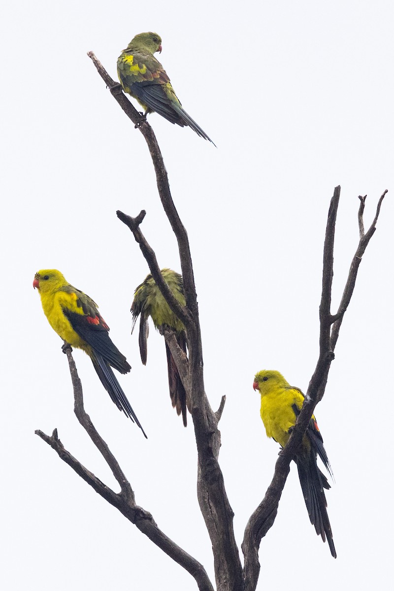 Regent Parrot - ML617506138