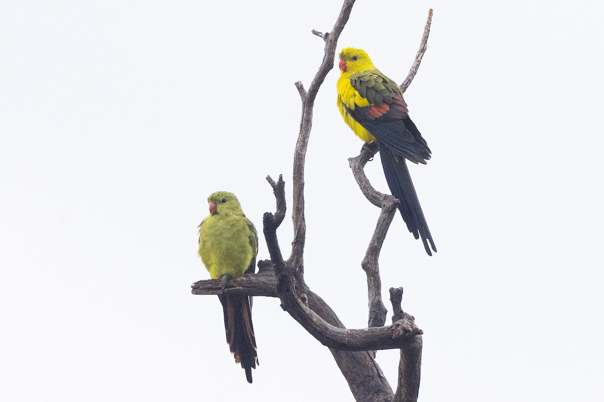 Regent Parrot - ML617506140