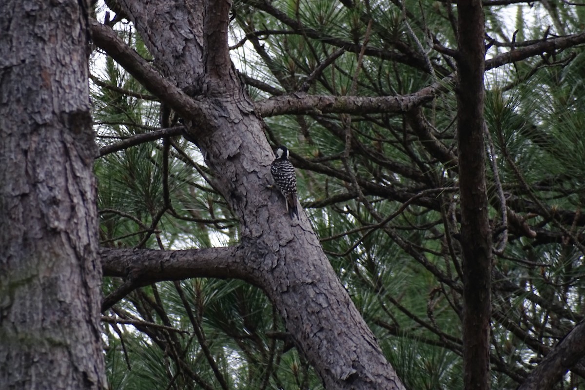 Red-cockaded Woodpecker - Nathan Miller