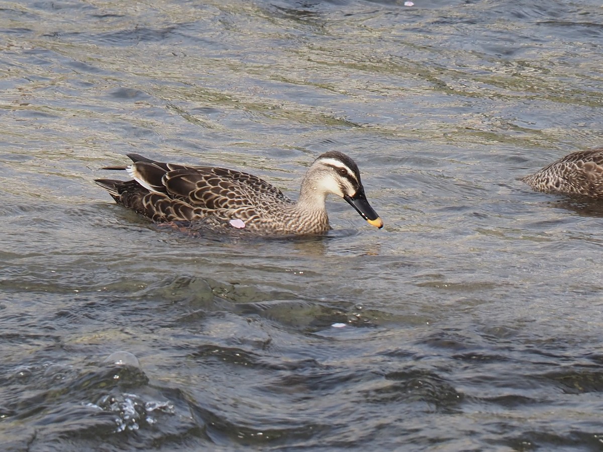 Eastern Spot-billed Duck - ML617506181