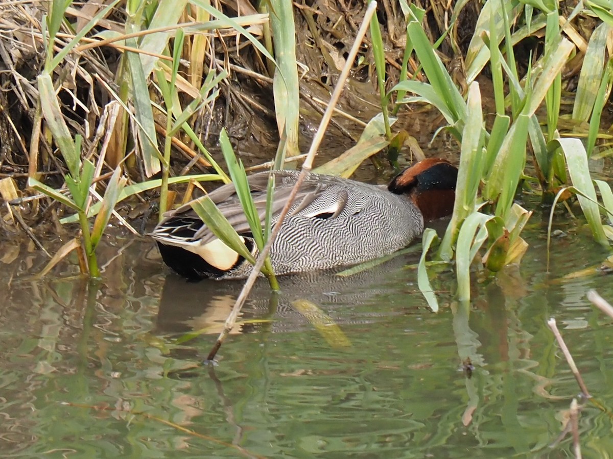 Green-winged Teal - ML617506185