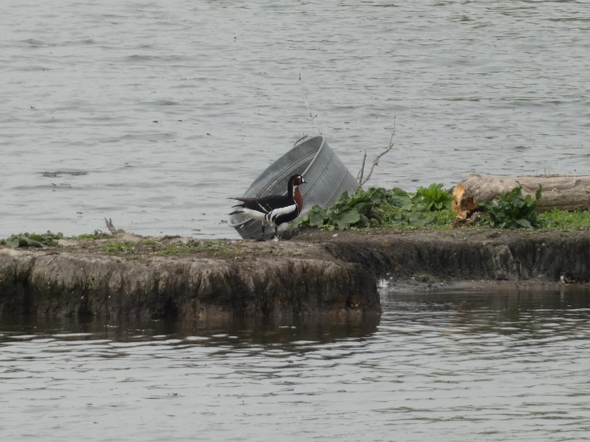 Red-breasted Goose - ML617506187