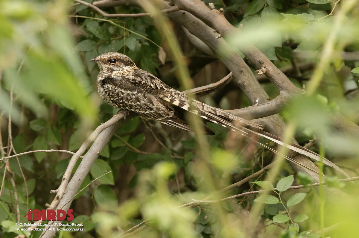 Scissor-tailed Nightjar - C. Salgado-Miranda & E. Soriano-Vargas