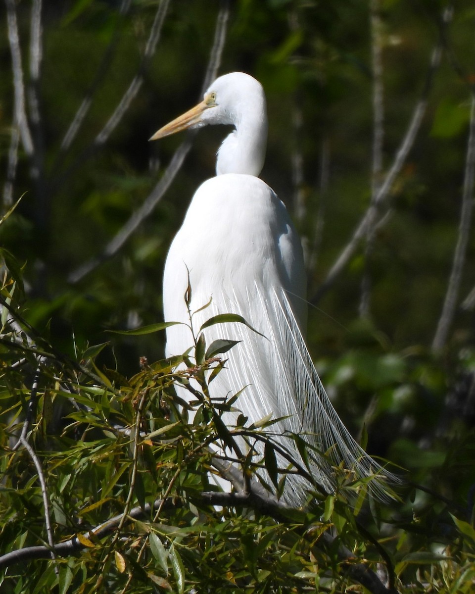 Great Egret - ML617506205