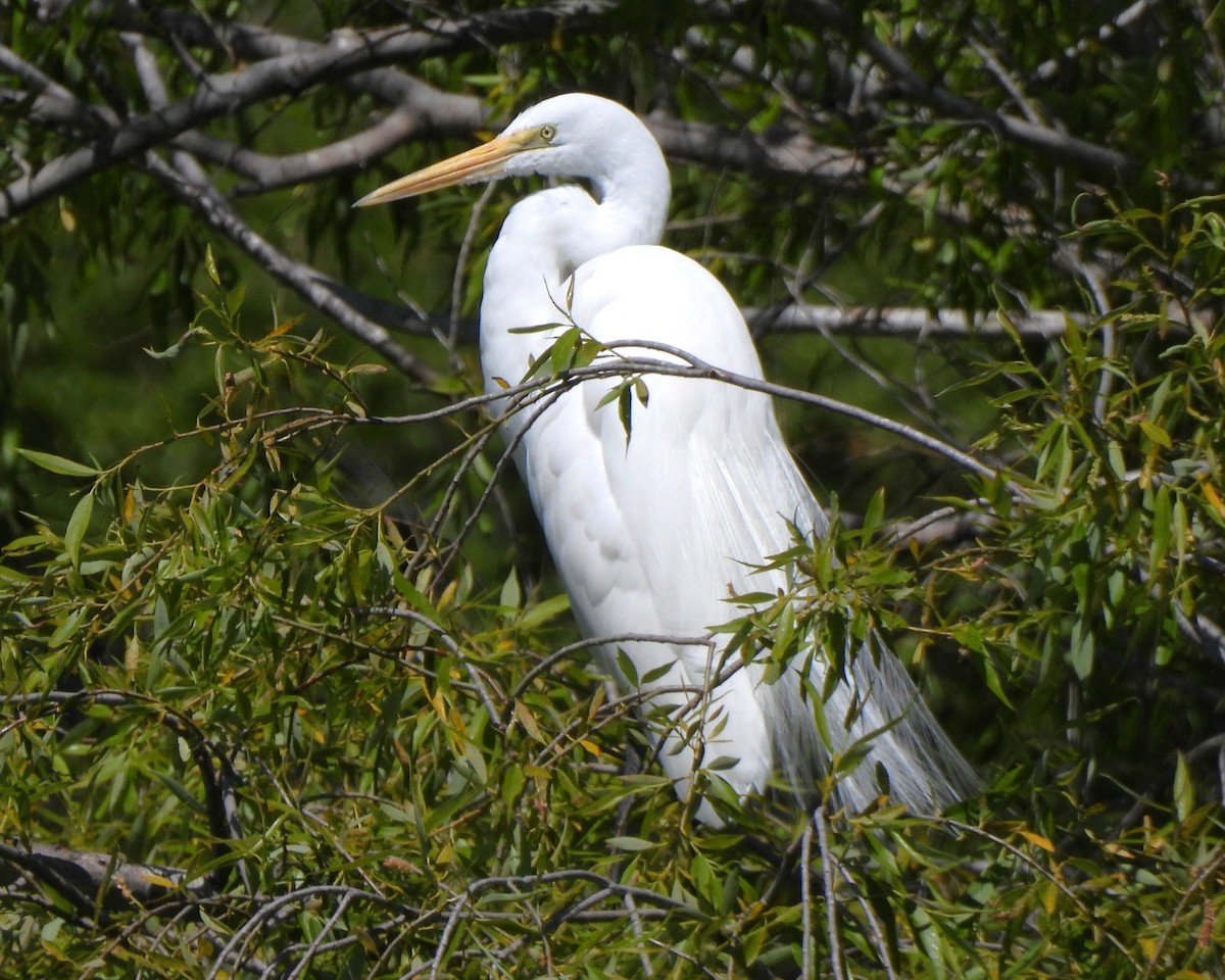 Great Egret - ML617506211