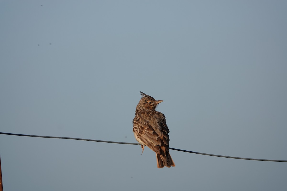 Thekla's Lark - ML617506215