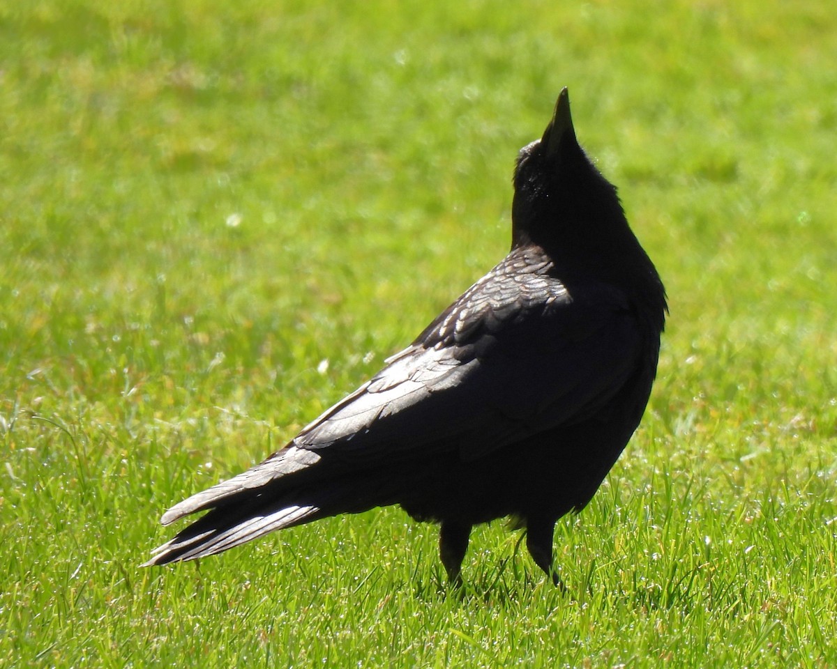 American Crow - ML617506220