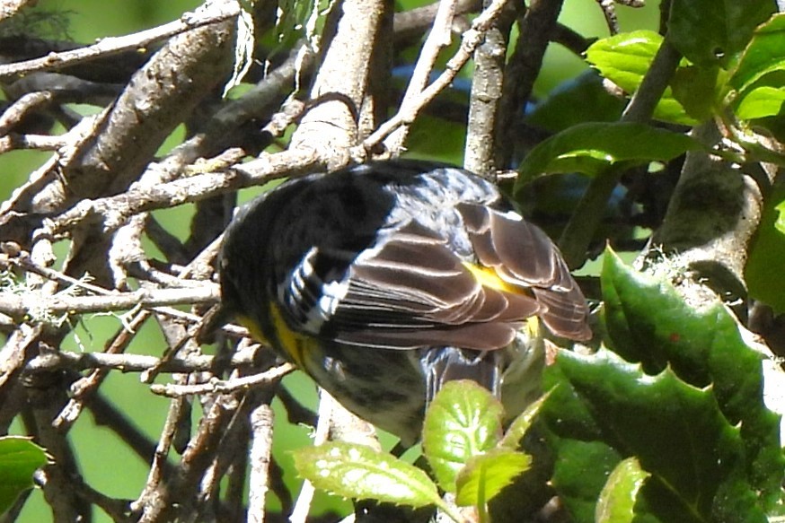 Yellow-rumped Warbler - ML617506229