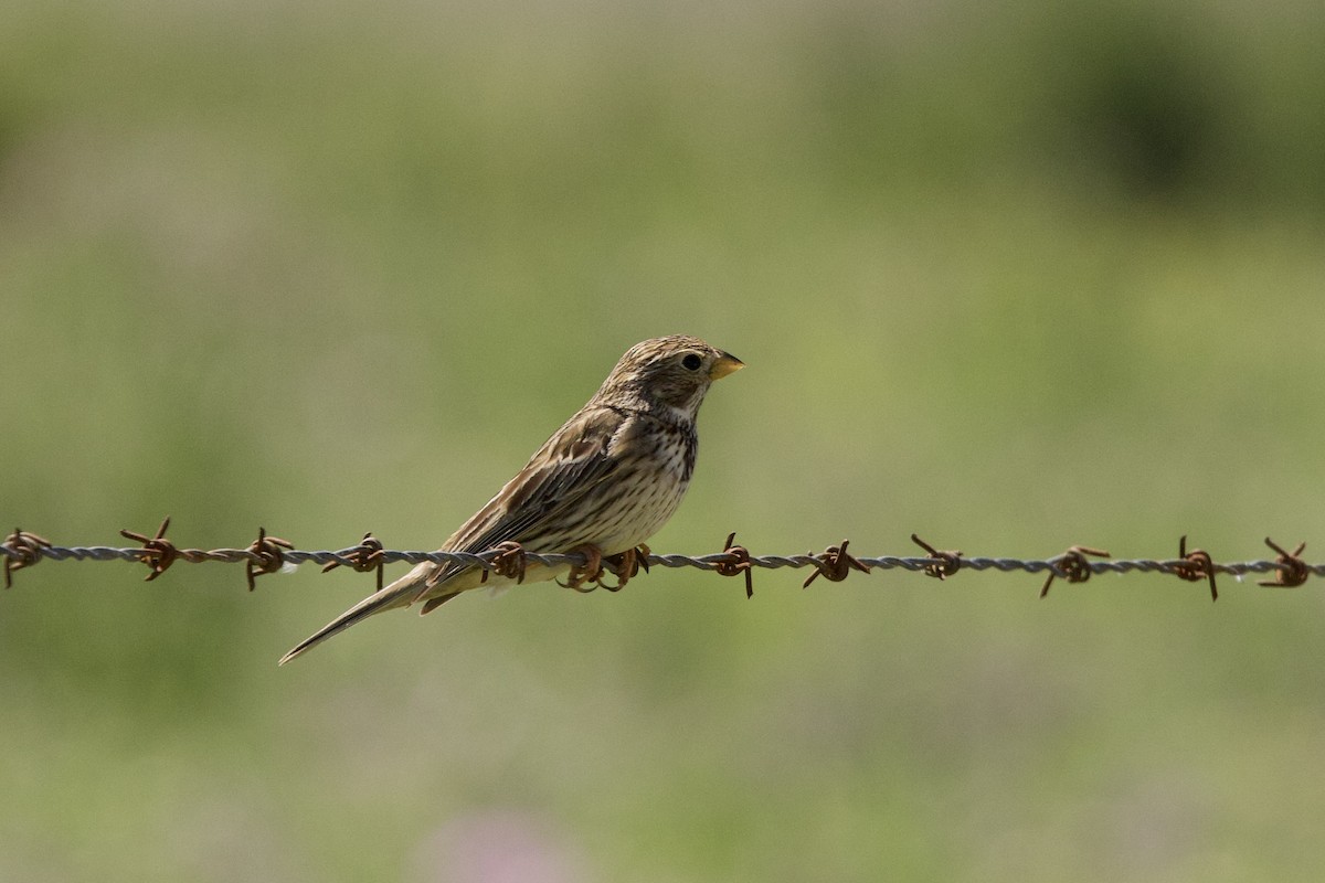 Corn Bunting - ML617506251