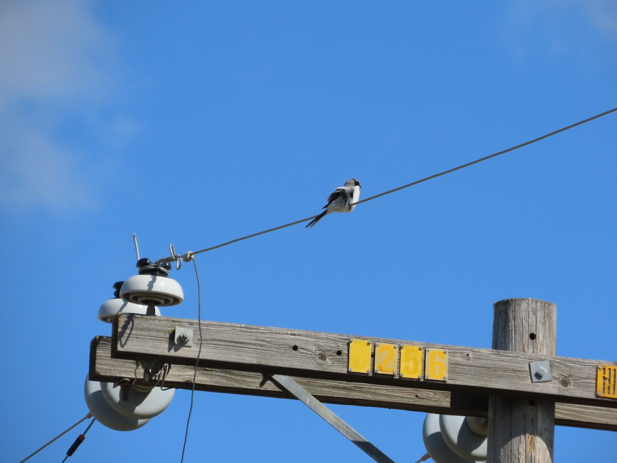 Loggerhead Shrike - Bob A