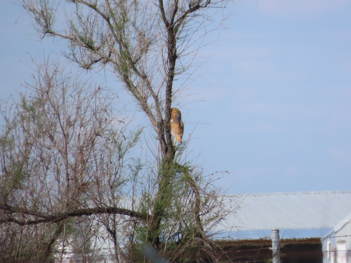 Barn Owl - ML617506314