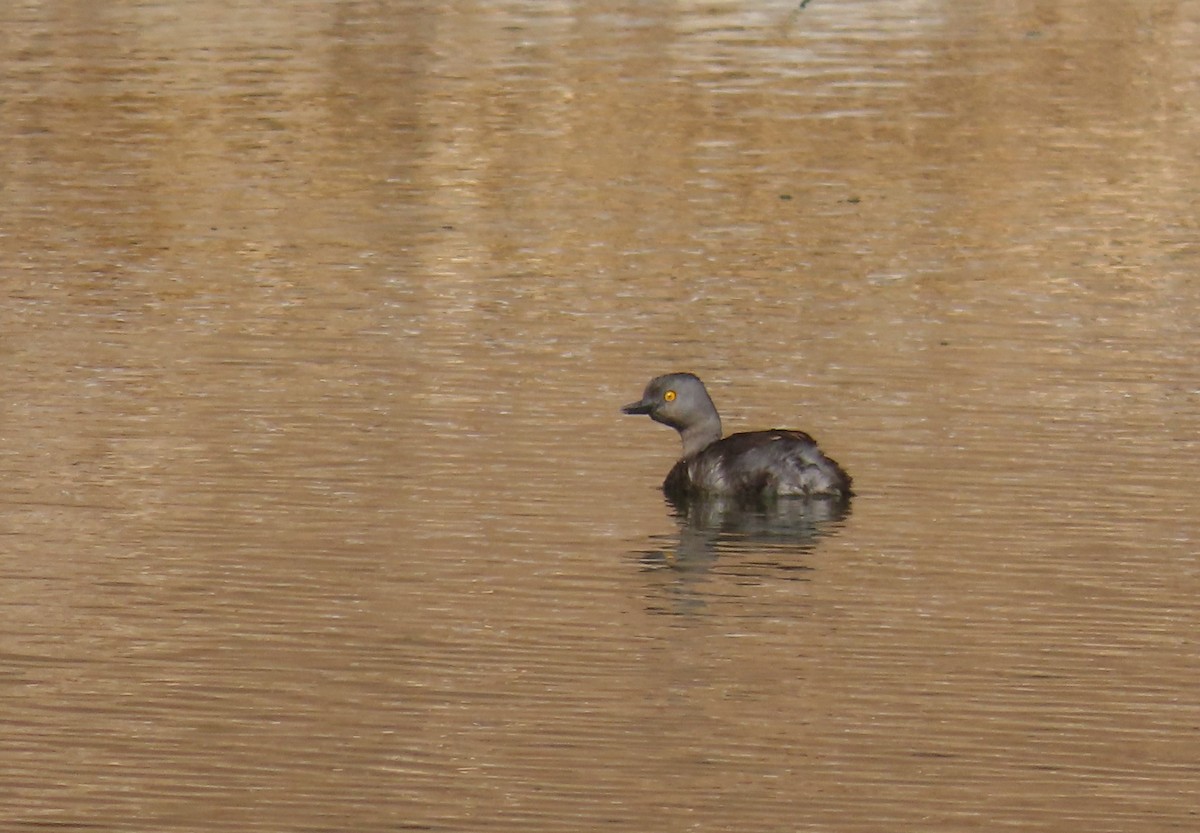 Least Grebe - ML617506366