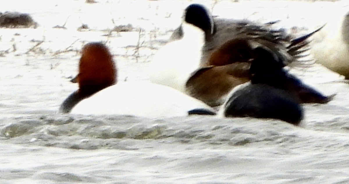 Canvasback - Leona Douglas