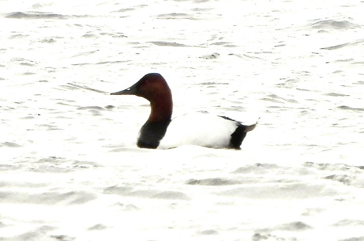 Canvasback - ML617506375