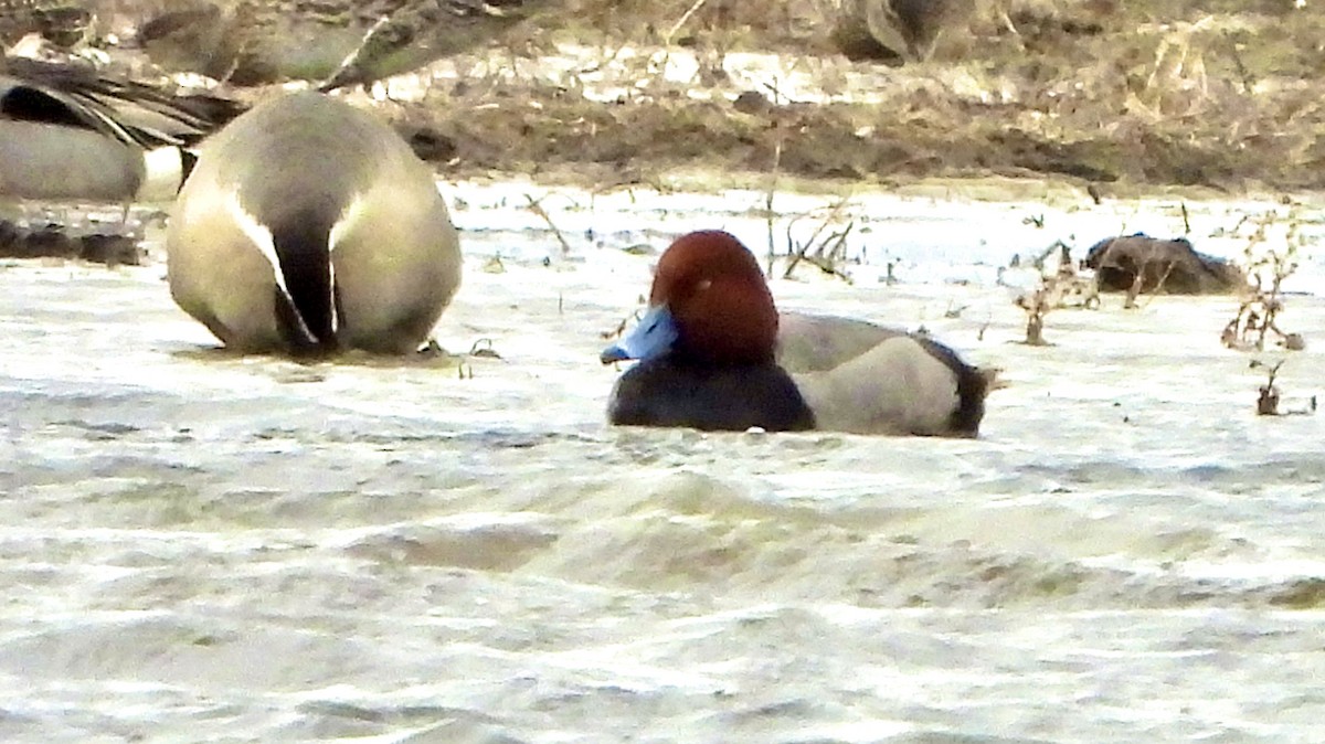 Redhead - ML617506384