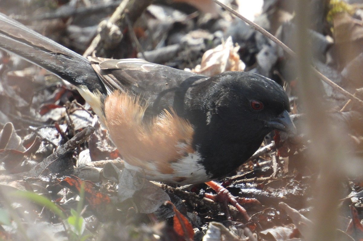 Eastern Towhee - ML617506404