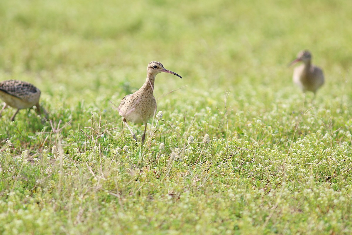 Zwergbrachvogel - ML617506428