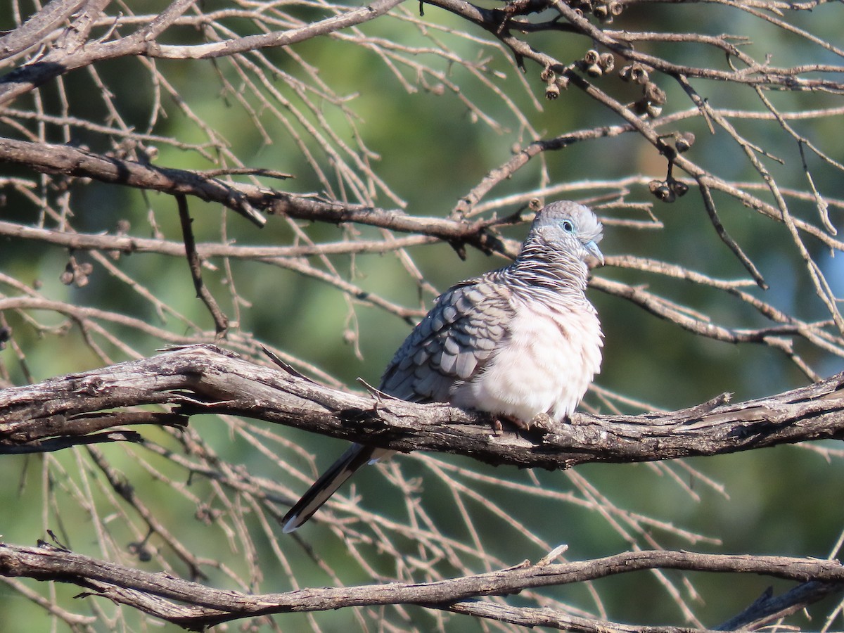 Peaceful Dove - ML617506441