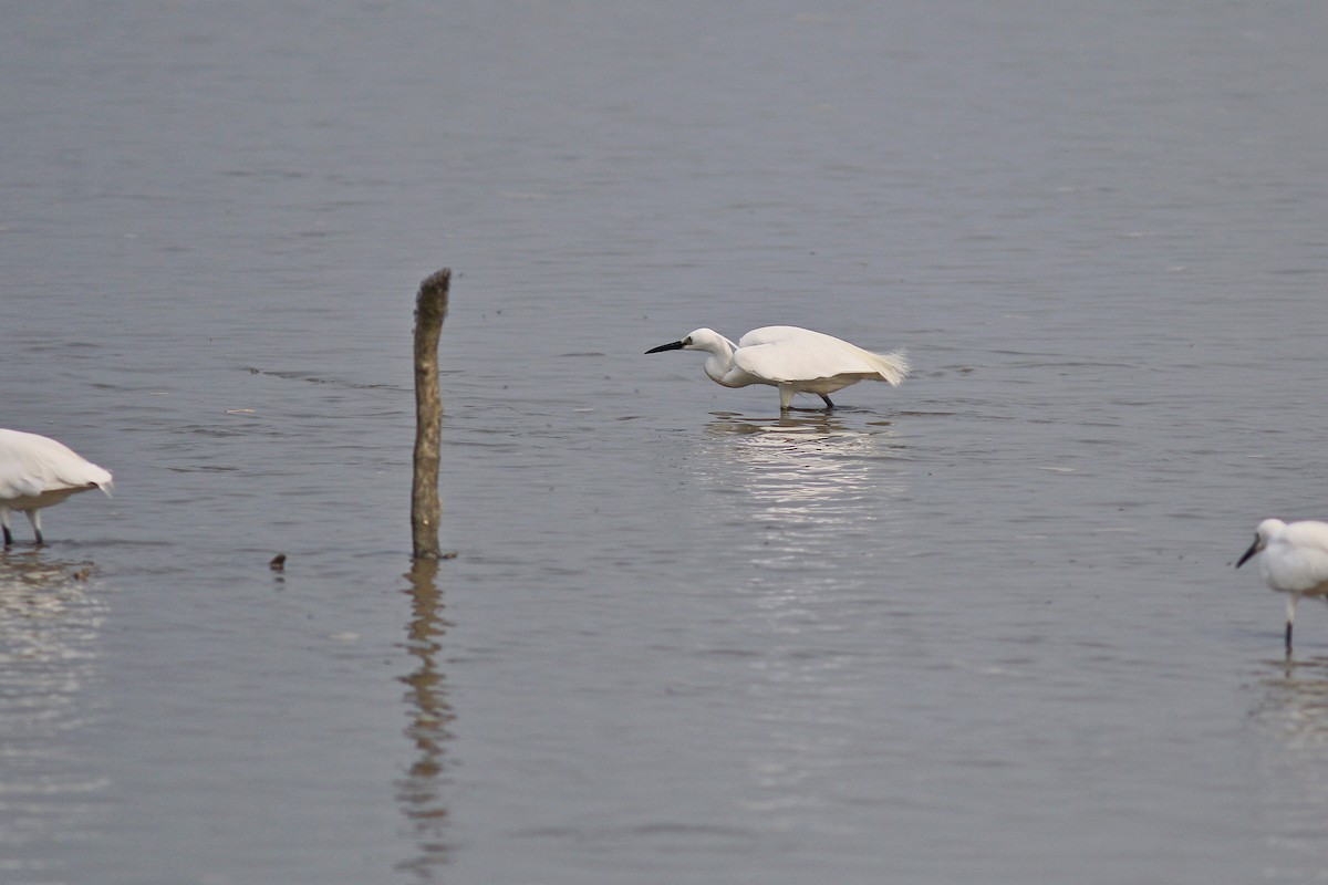 Little Egret - ML617506443