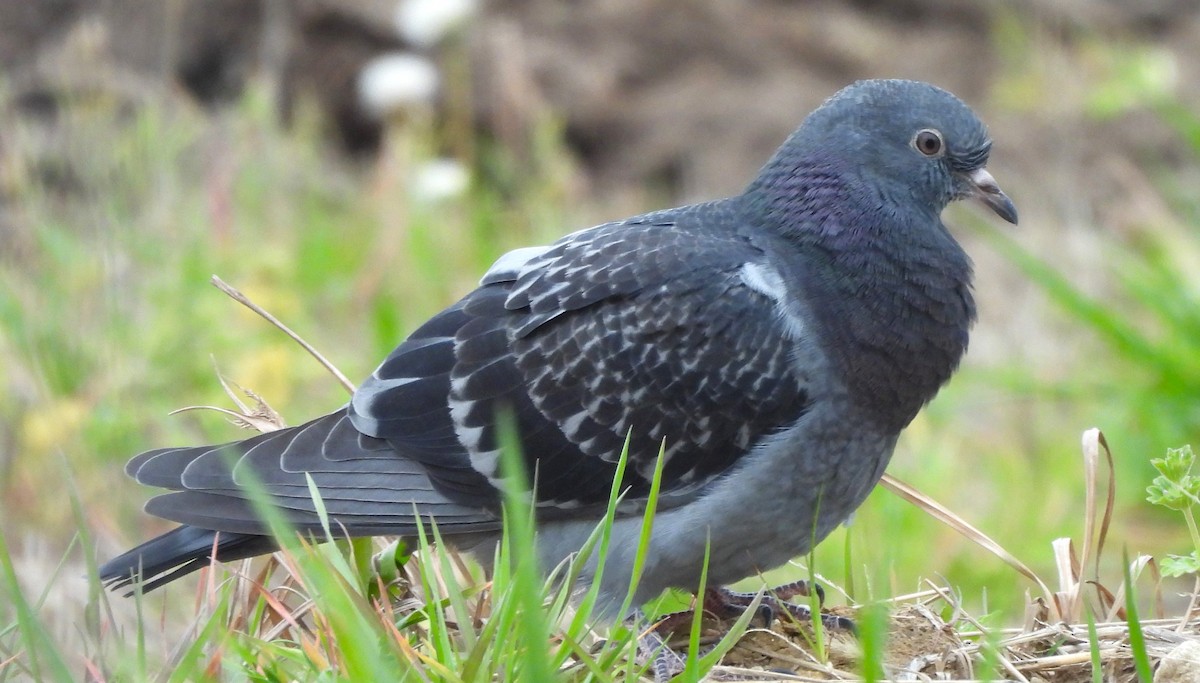 Rock Pigeon (Feral Pigeon) - ML617506444