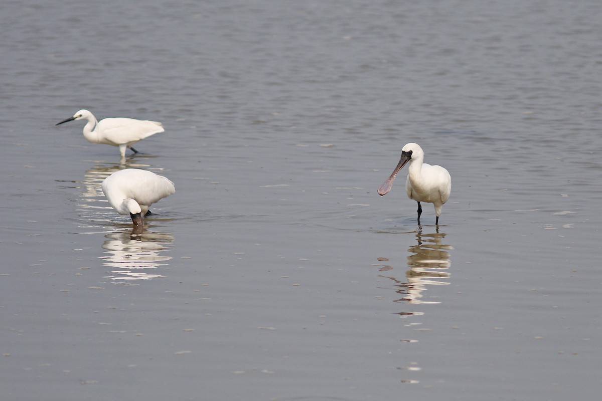 Black-faced Spoonbill - ML617506452