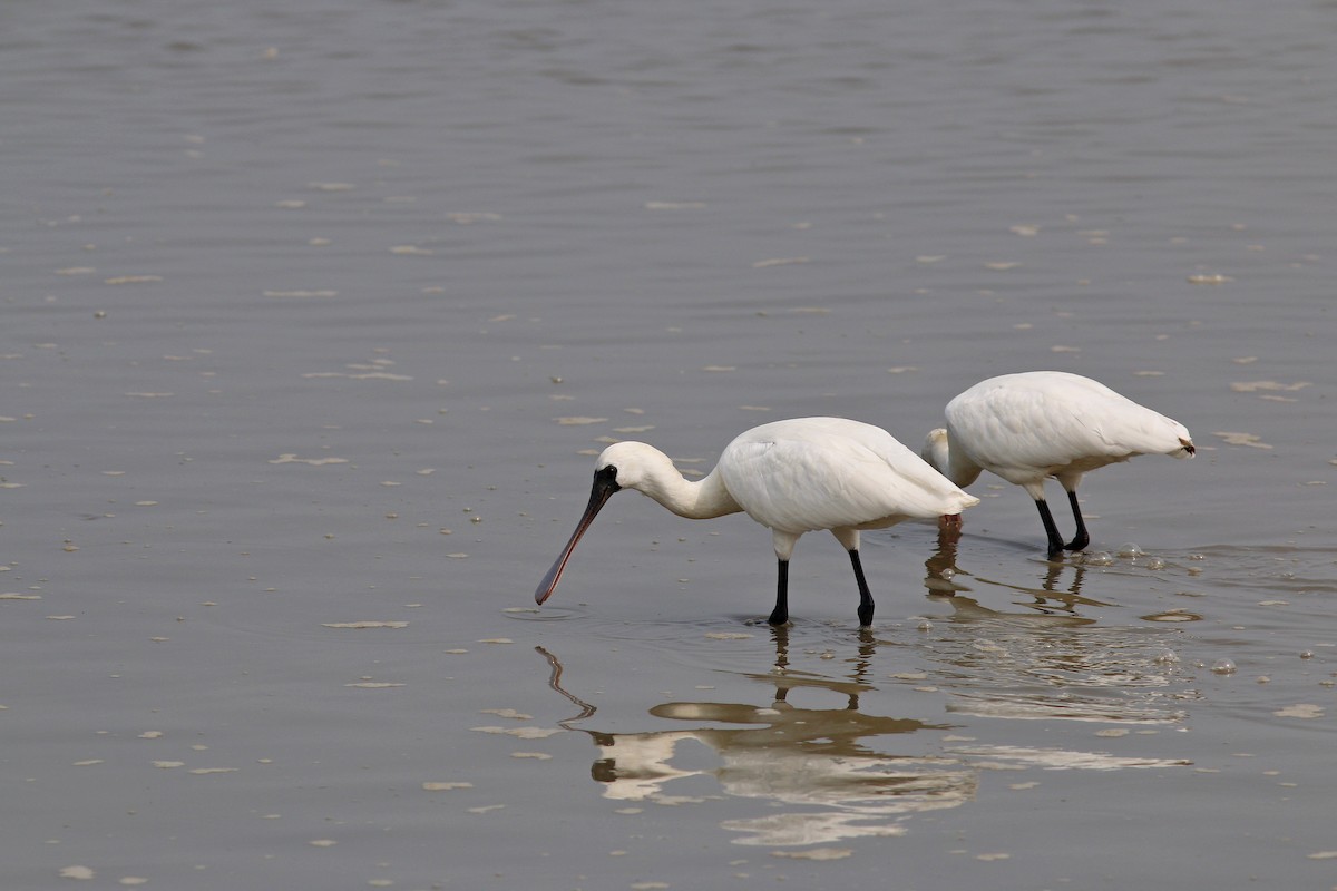 Black-faced Spoonbill - ML617506454