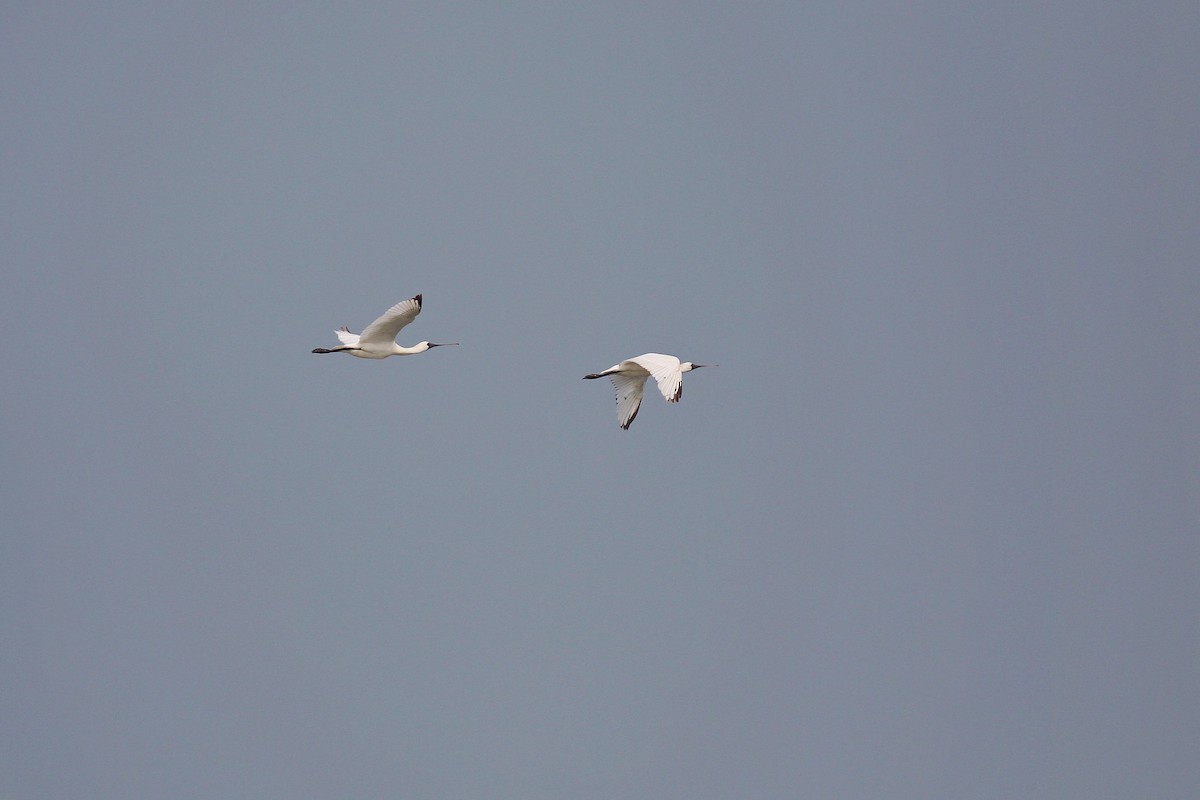 Black-faced Spoonbill - ML617506456