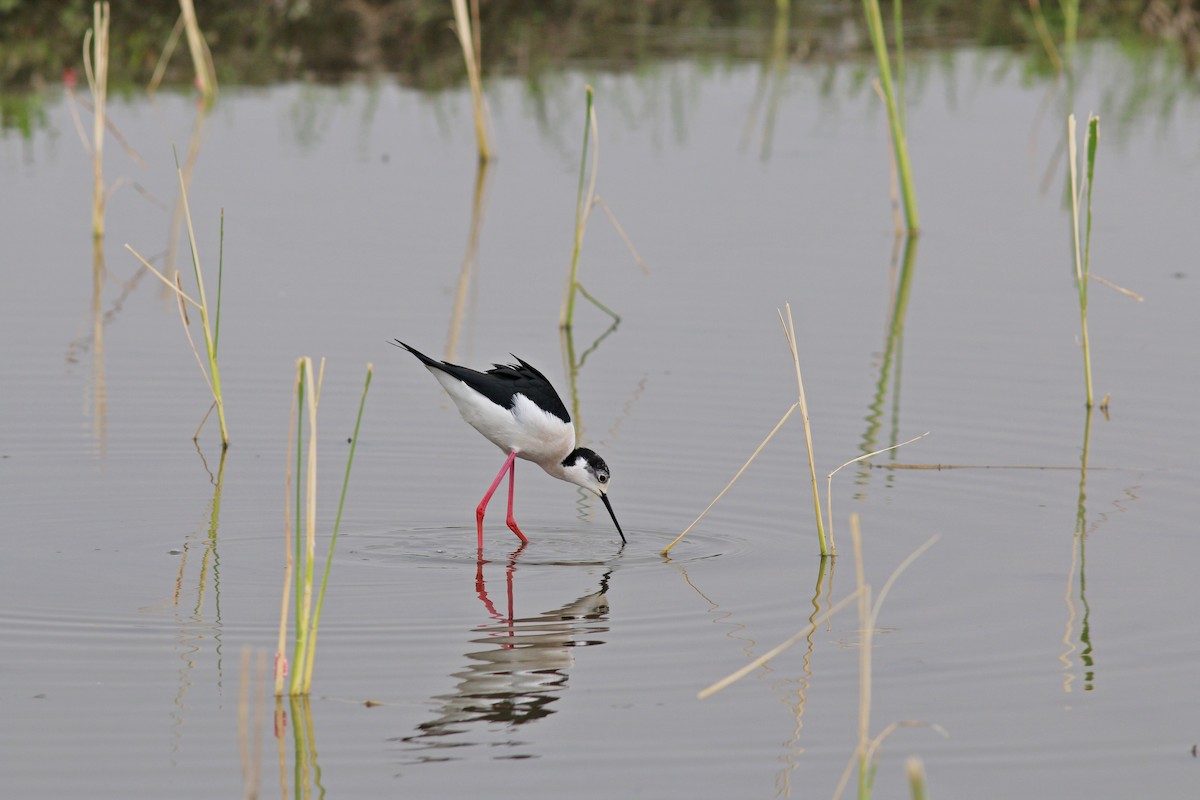 Black-winged Stilt - ML617506460