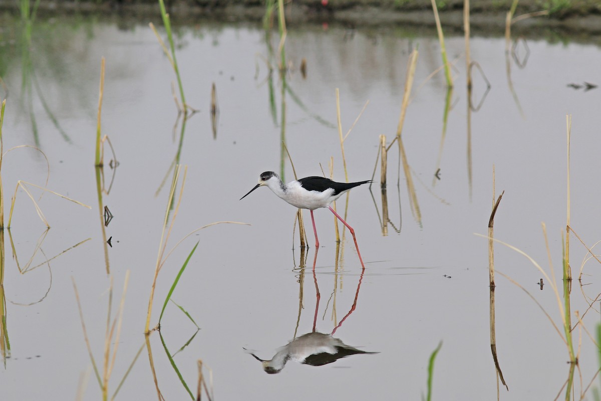 Black-winged Stilt - ML617506461