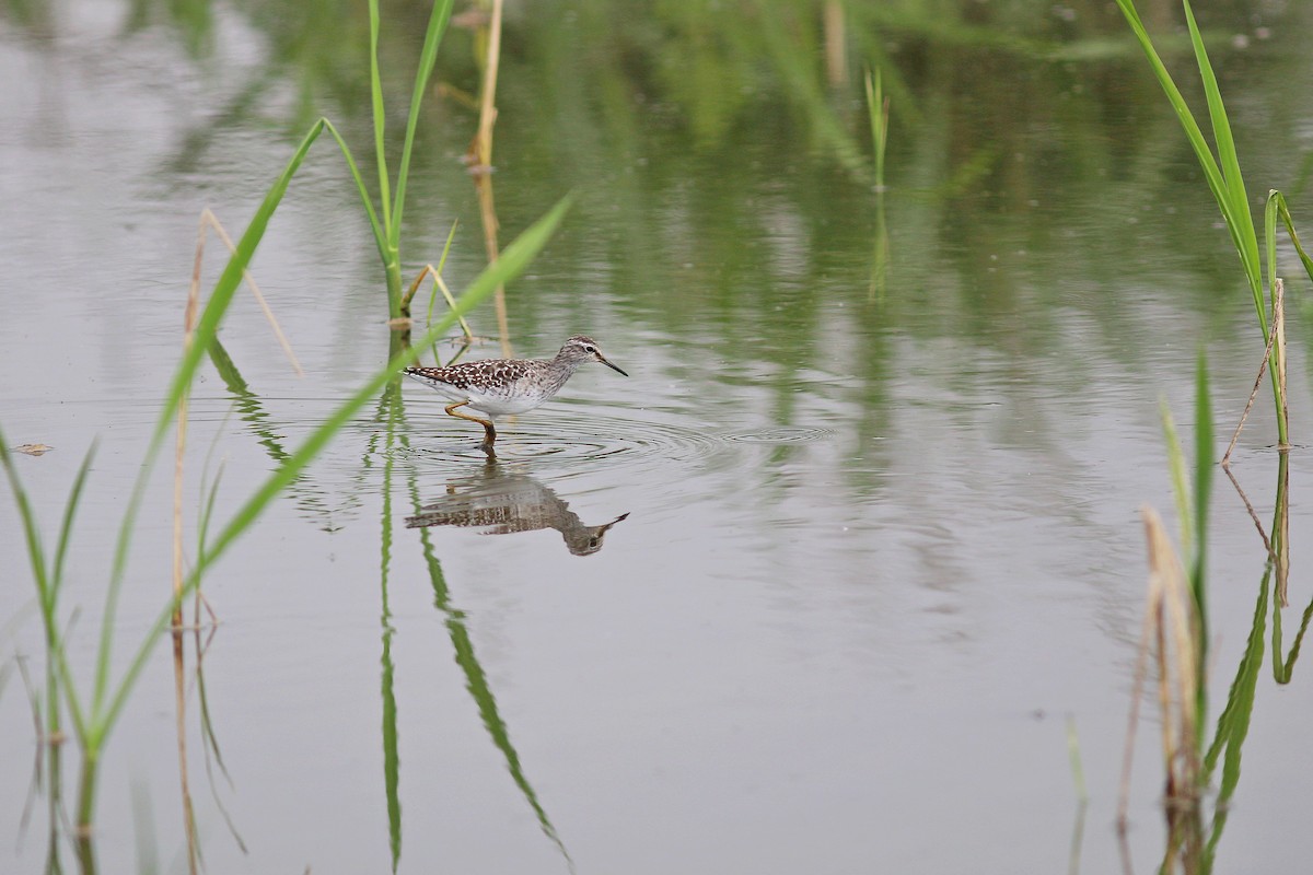 Wood Sandpiper - ML617506462