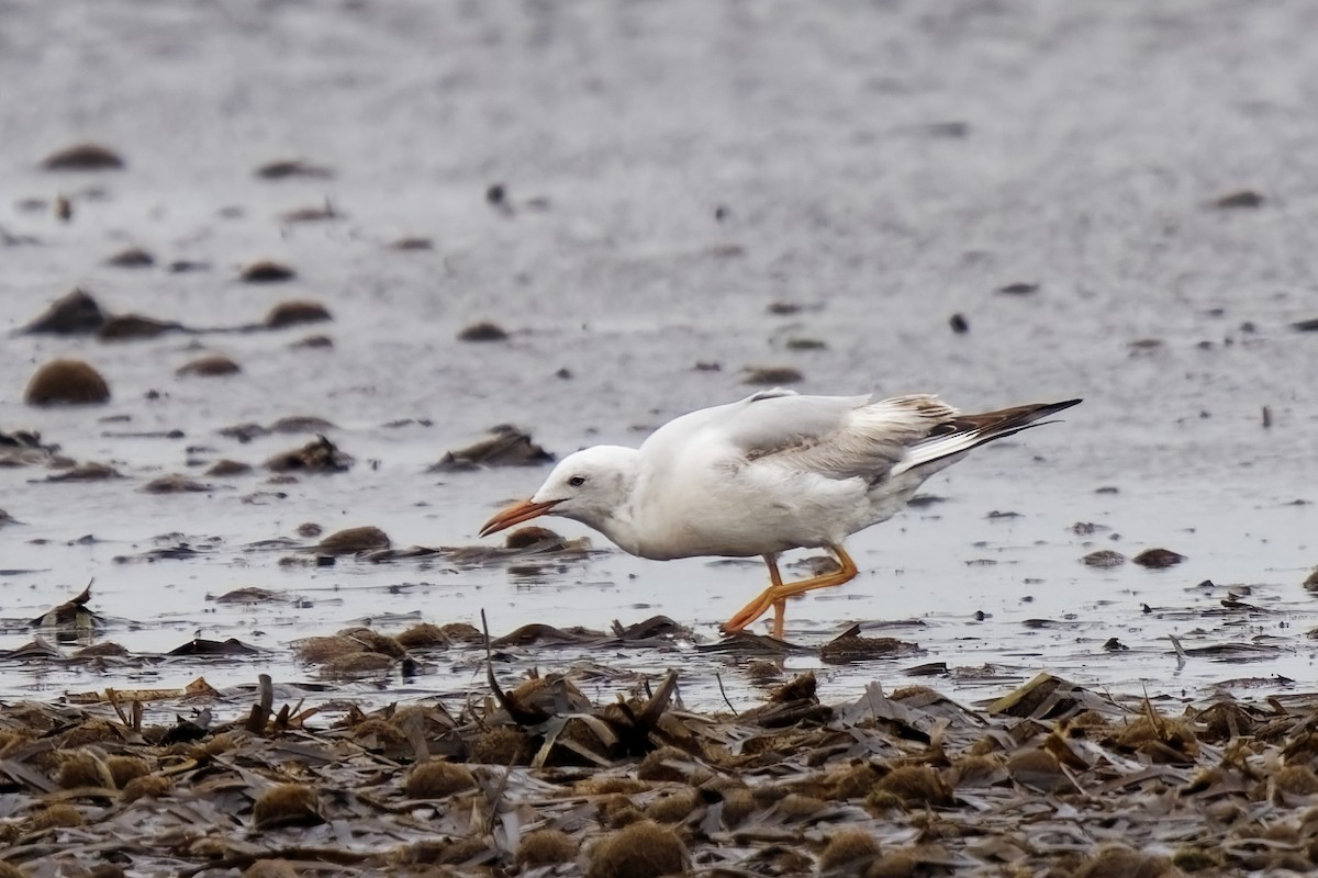 Slender-billed Gull - ML617506463