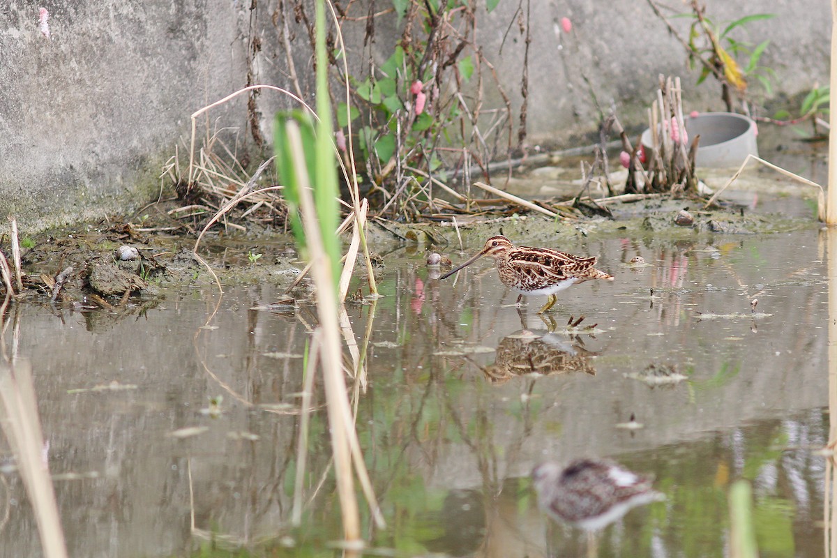 Common Snipe - ML617506464