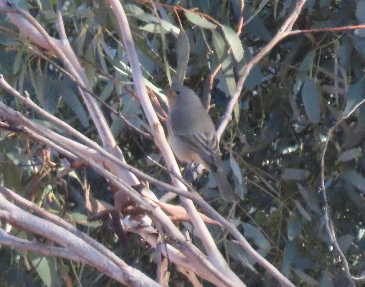 Red-lored Whistler - ML617506479