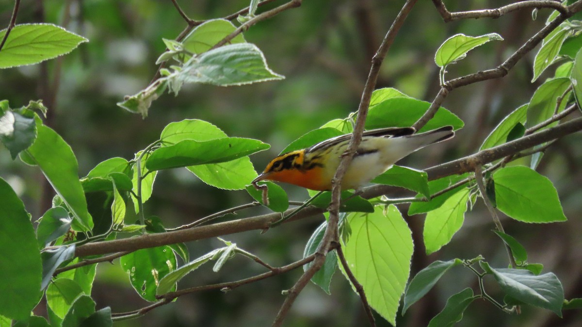 Blackburnian Warbler - Oliver  Komar