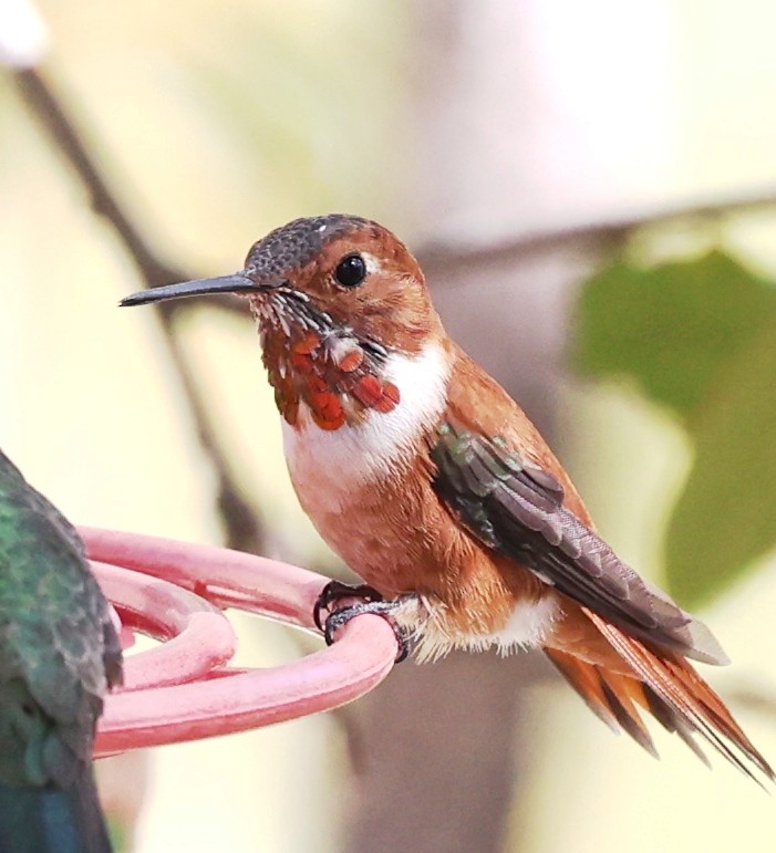 Rufous Hummingbird - ML617506488