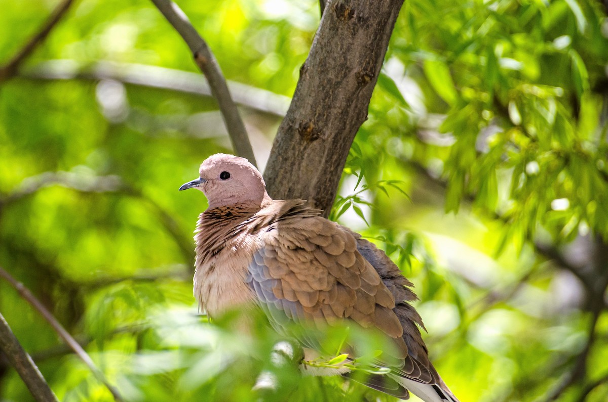 Tórtola Senegalesa - ML617506513